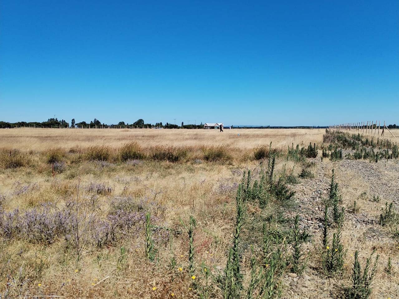 Cardo Verde, Parcela 58 - Imagen 1