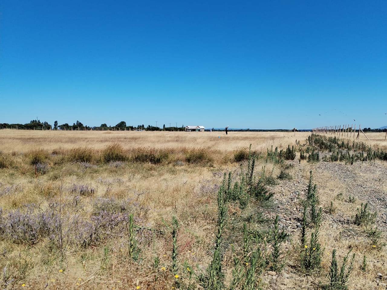 Cardo Verde, Parcela 58 - Imagen 4