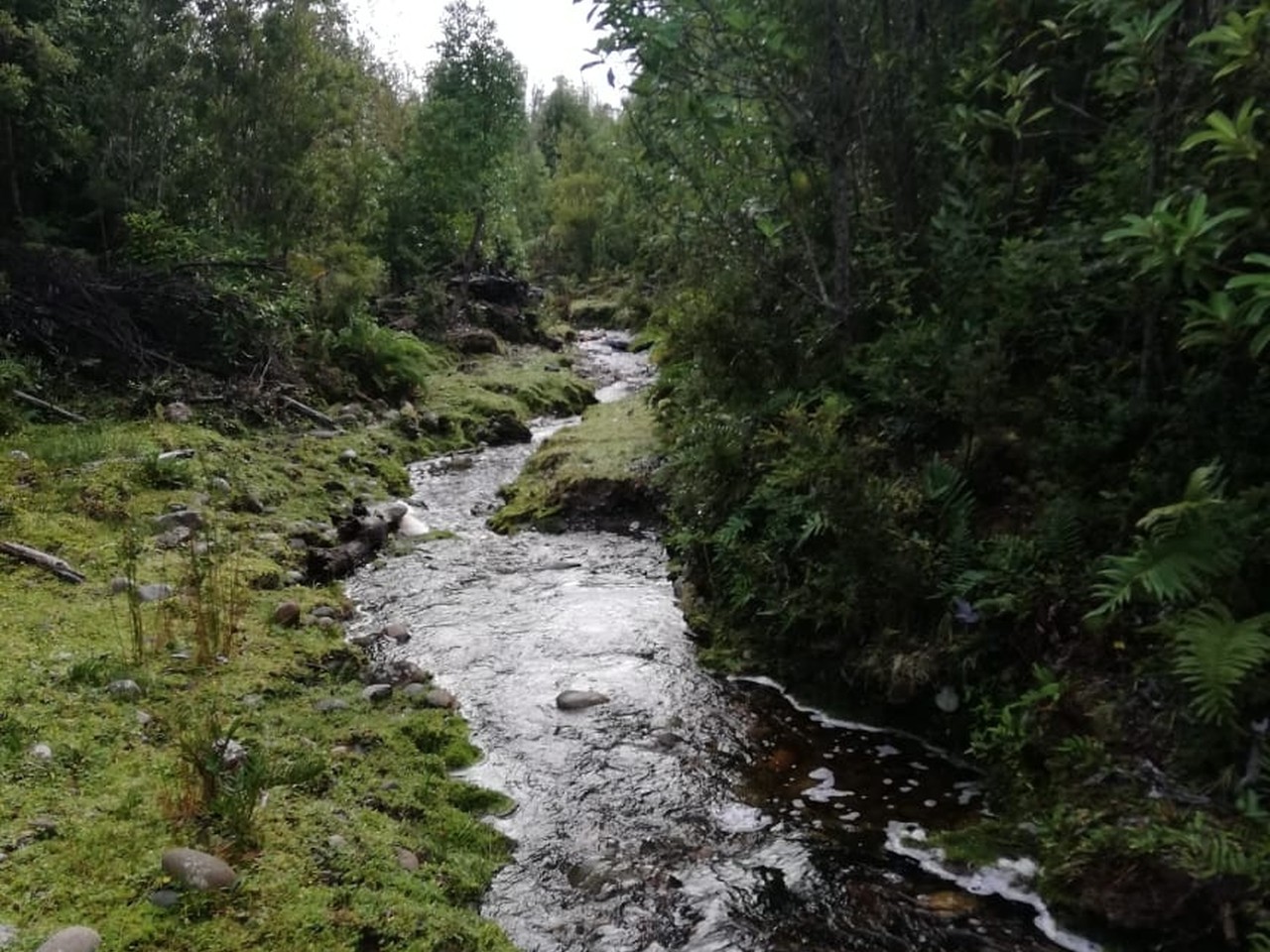 Coihuin 3, Hijuela 125, Lote 2, Molulco, Natri - Imagen 5