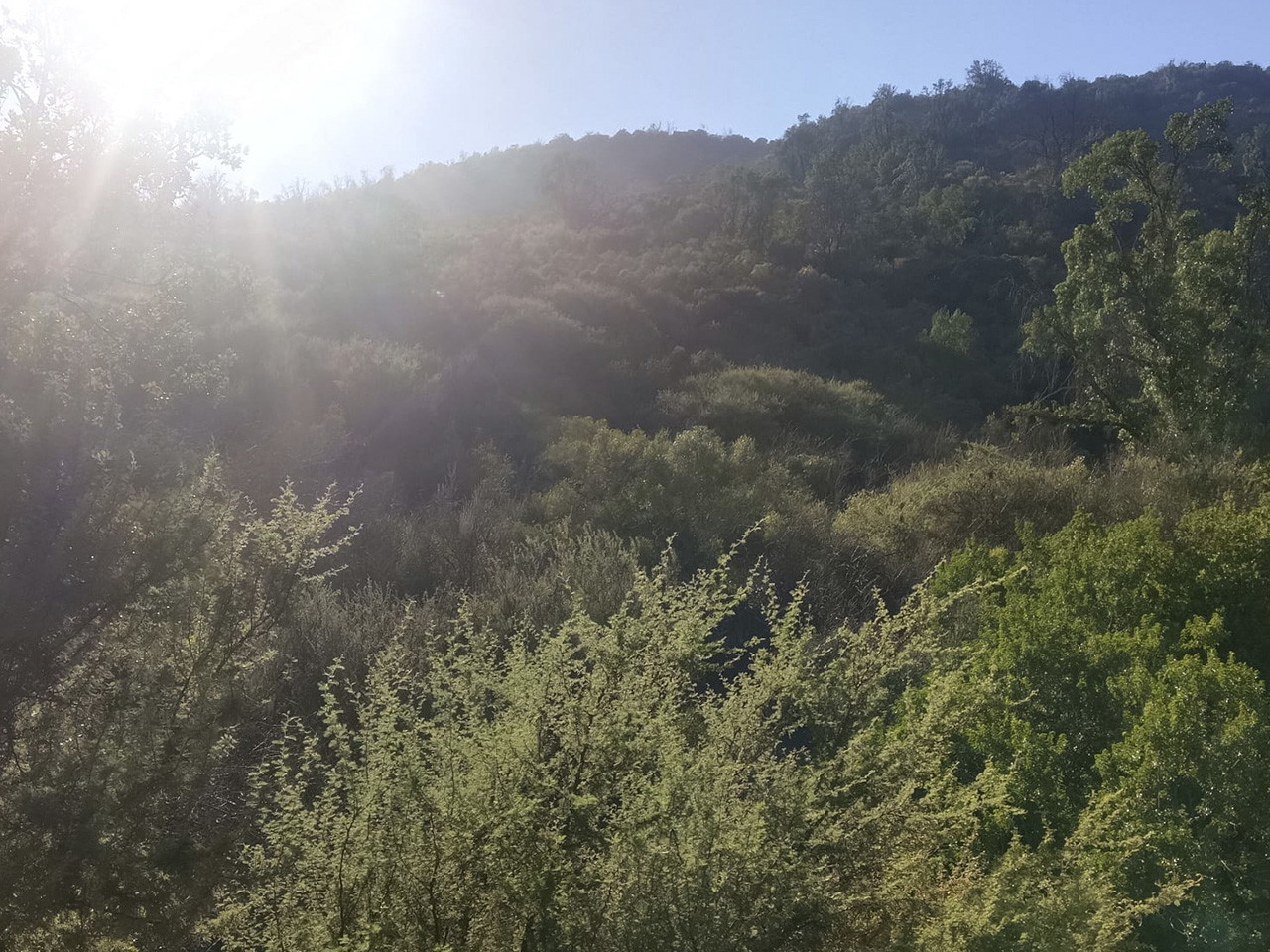 Cerros Culiprán, Parcela 67 - Imagen 3