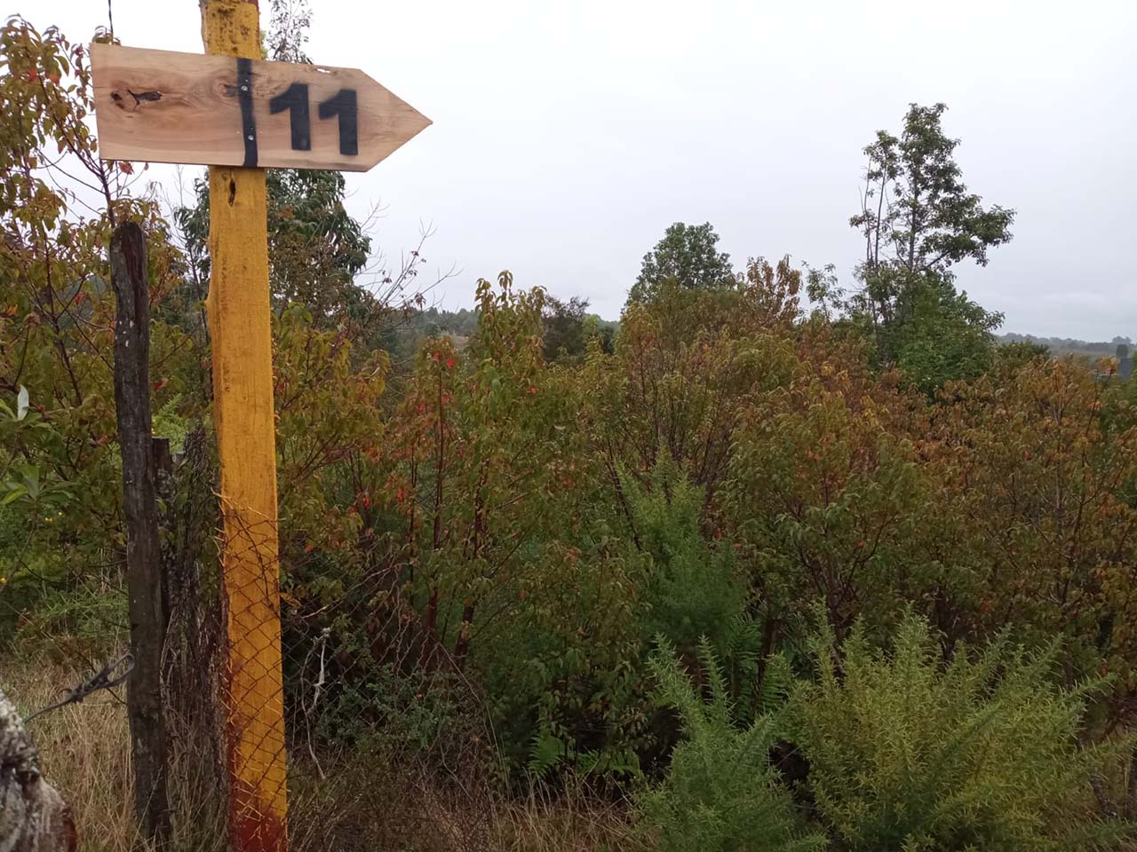 Pelluco Alto, Parcela 11 - Imagen 2