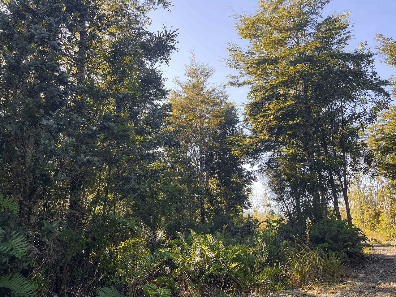 Bosques del Tepual, Parcela 40 - Imagen 2