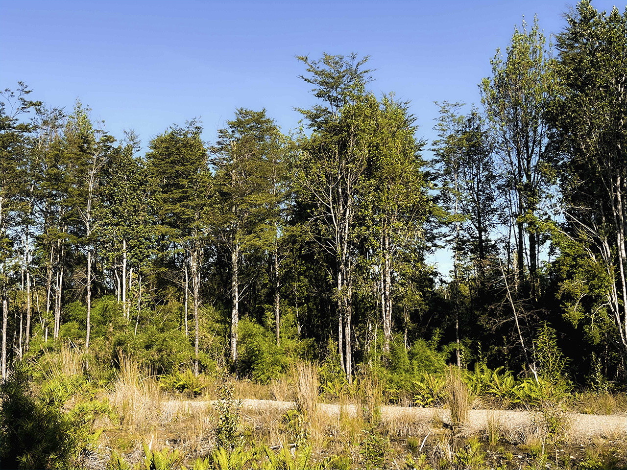 Bosques del Tepual, Parcela 40 - Imagen 3