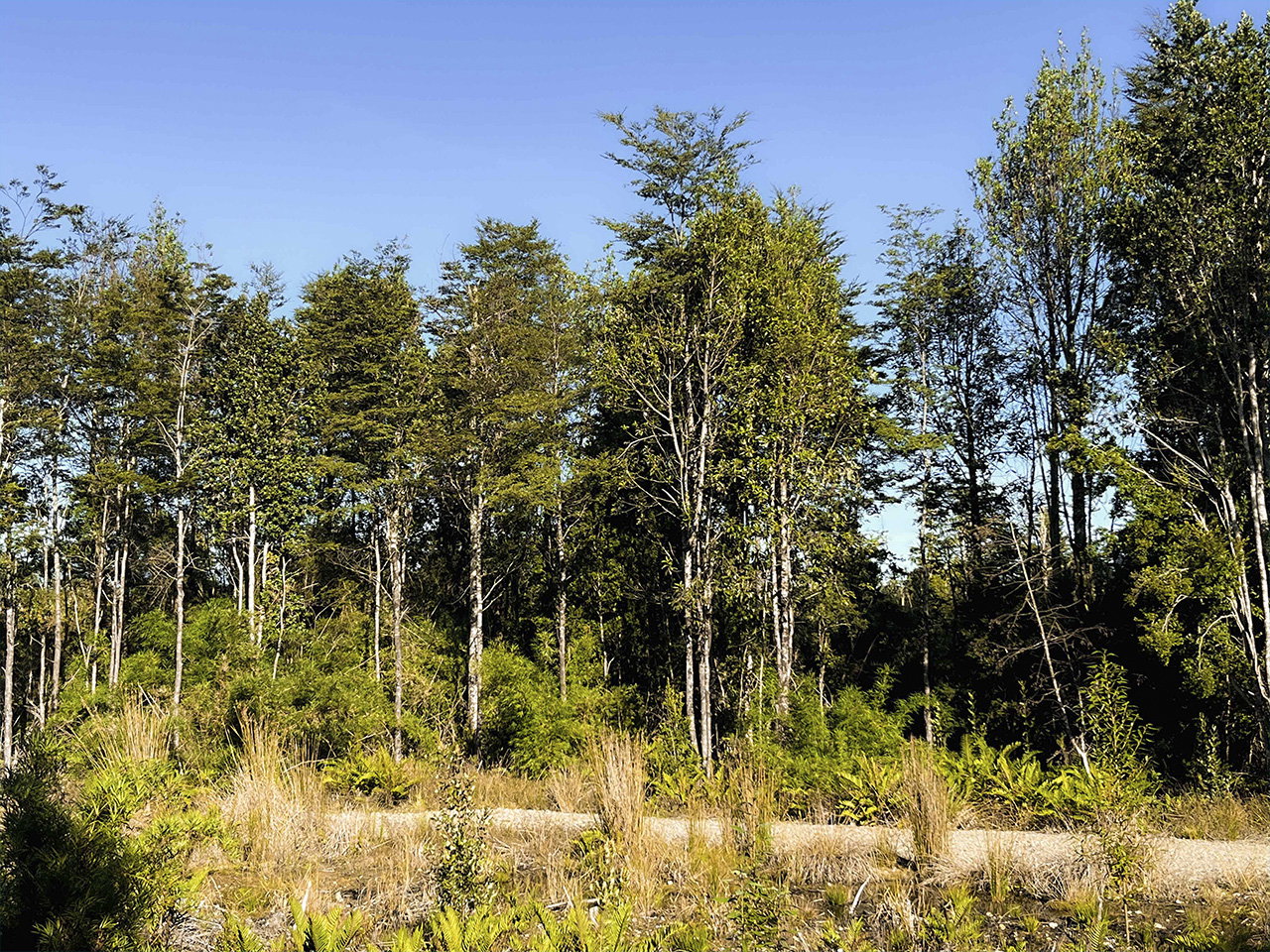 Bosques del Tepual, Parcela 40 - Imagen 3