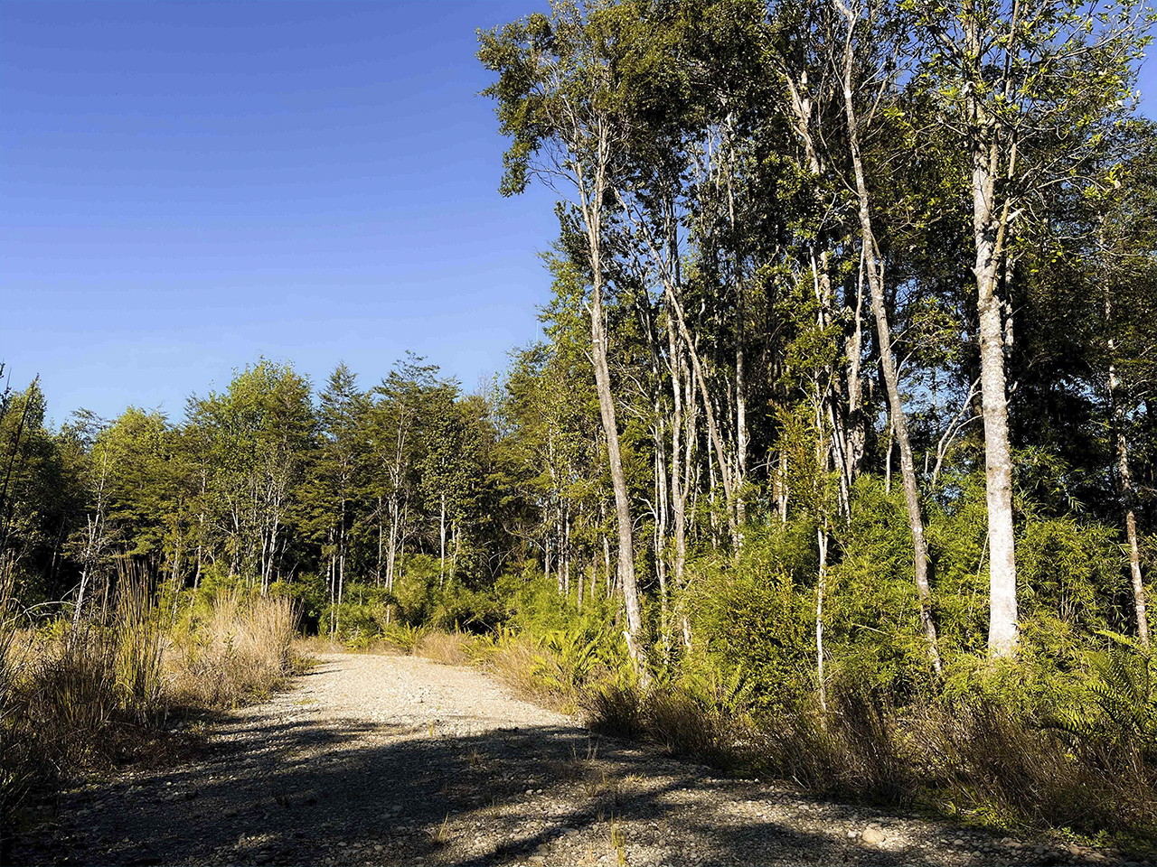 Bosques del Tepual, Parcela 40 - Imagen 4