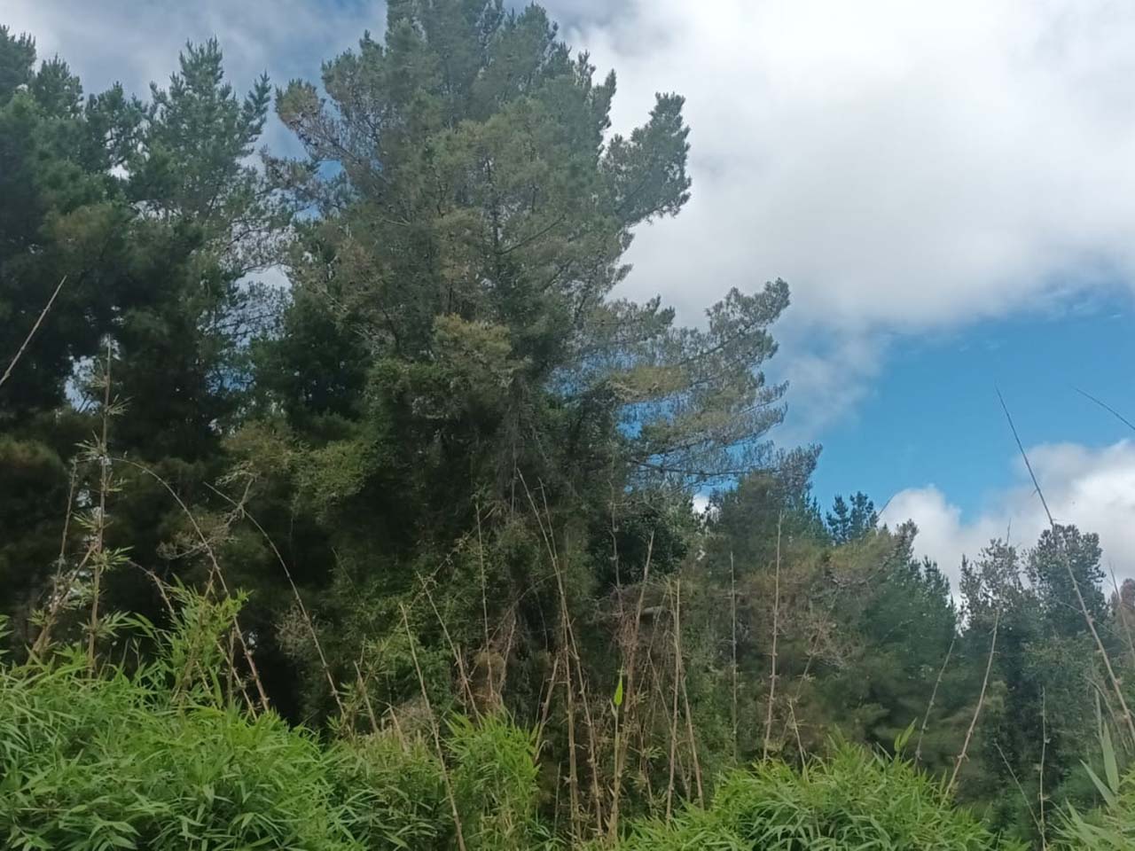  Lomas de Huillinco Lote 106 - Imagen 2