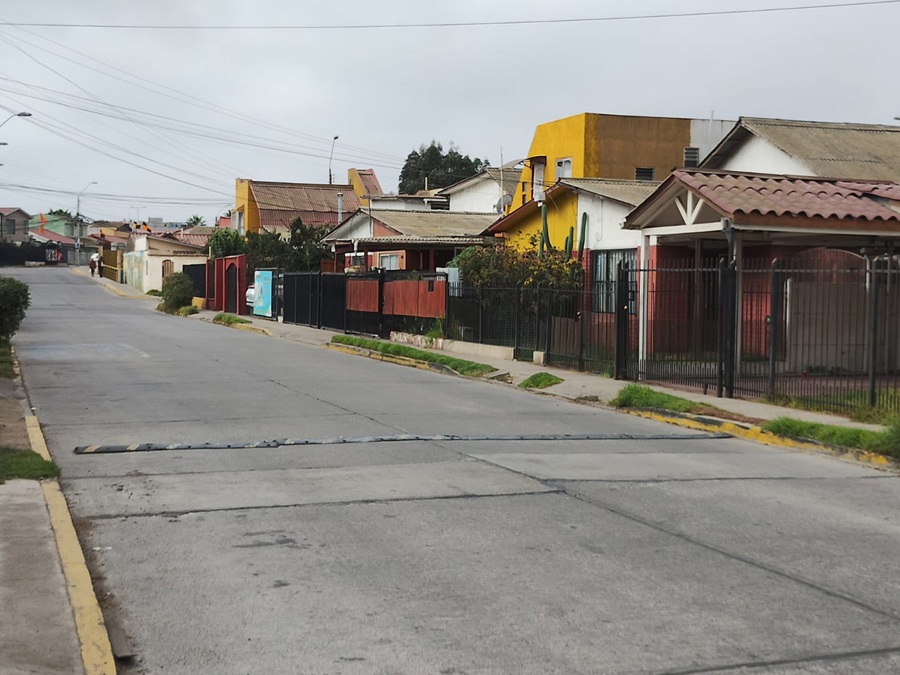 Los Tulipanes 50 - Imagen 5