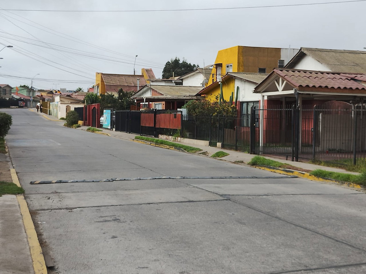 Los Tulipanes 50 - Imagen 5