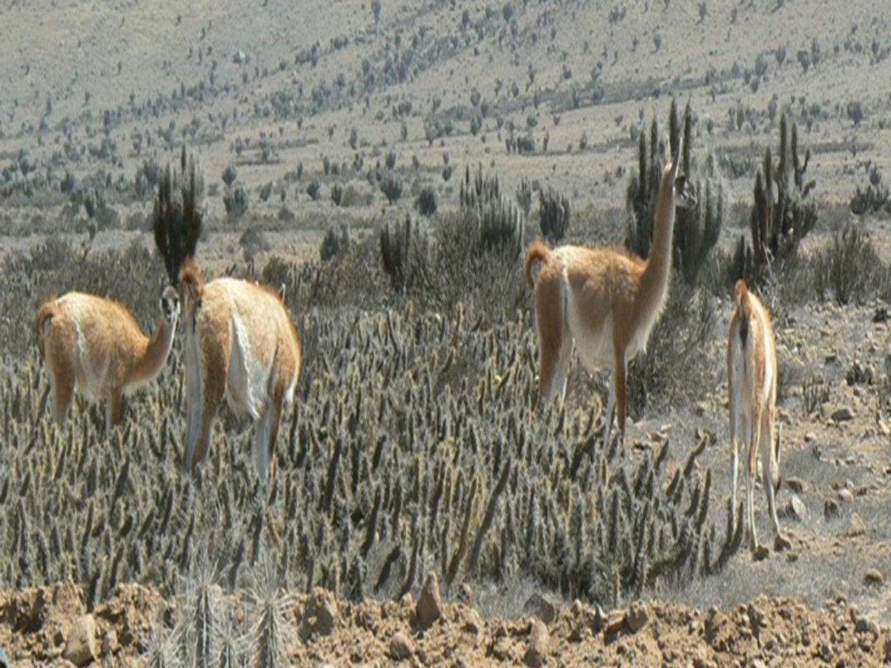 Fundo California, Parcela 31 - Imagen 8