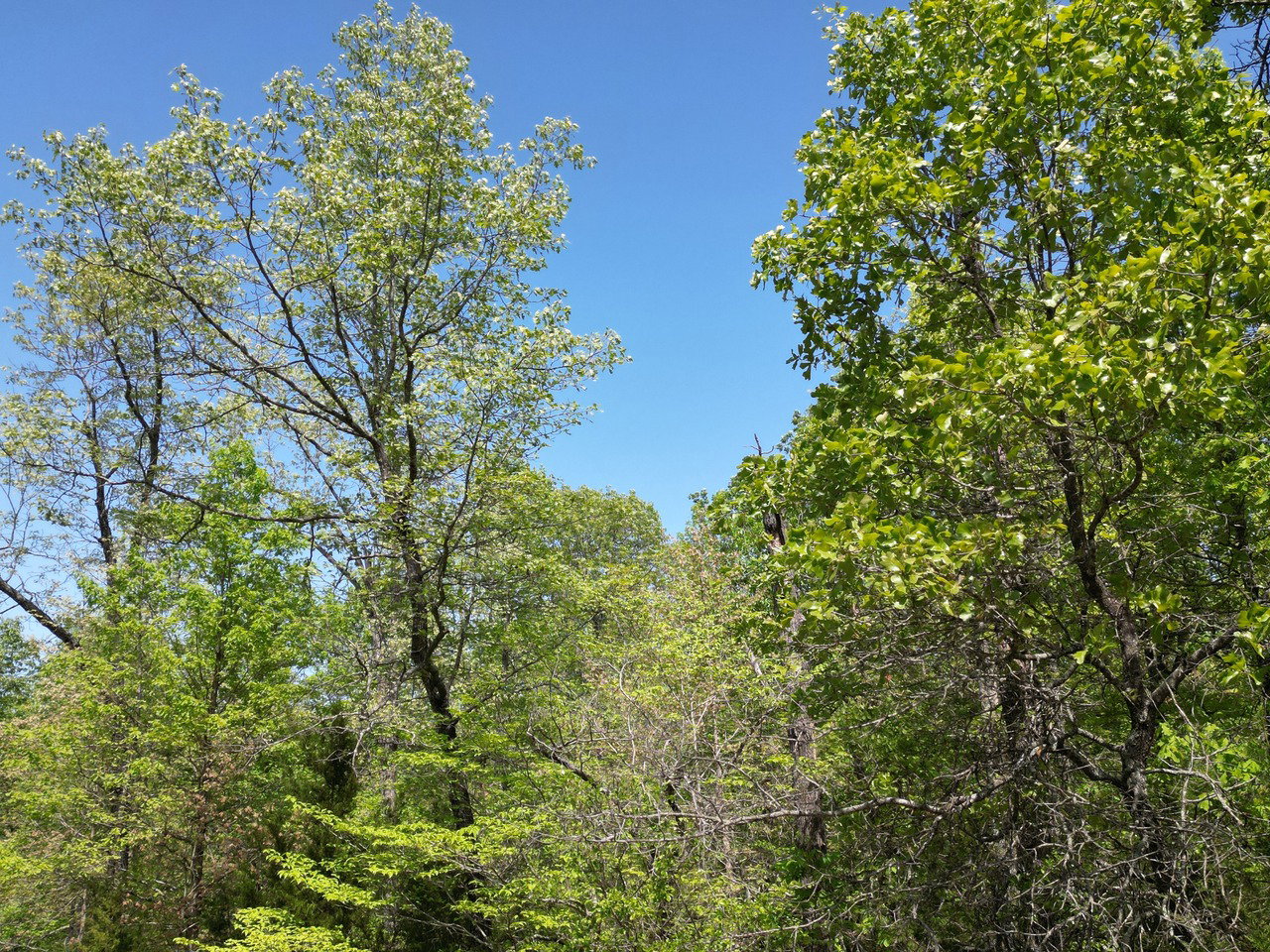 1702 S Plateau Drive, Horseshoe Bend, AR 72512 - Imagen 8