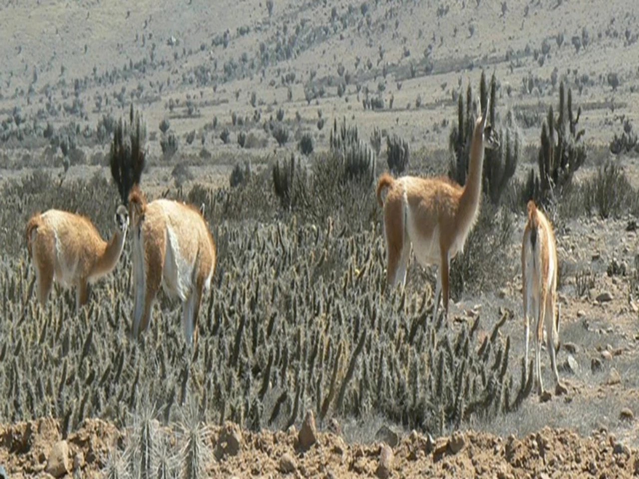 Fundo California, Parcela 48 - Imagen 8
