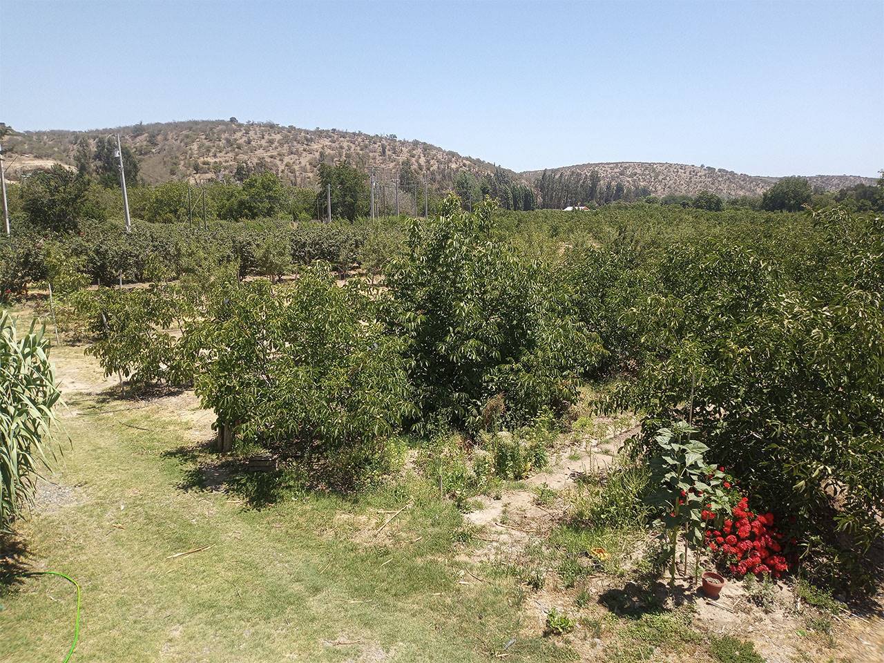 San Ramon de Puro, Lote C - Imagen 1