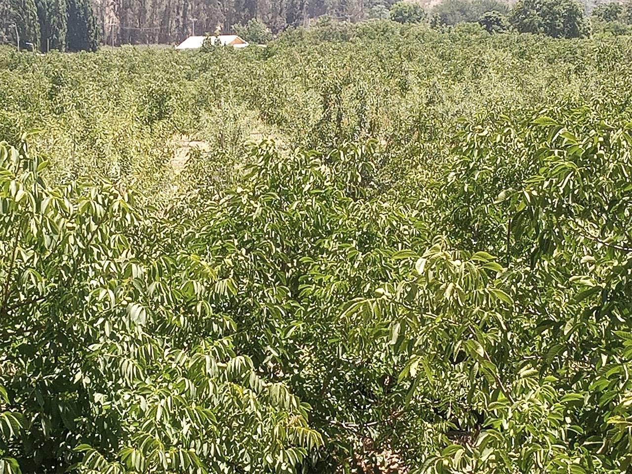 San Ramon de Puro, Lote C - Imagen 6