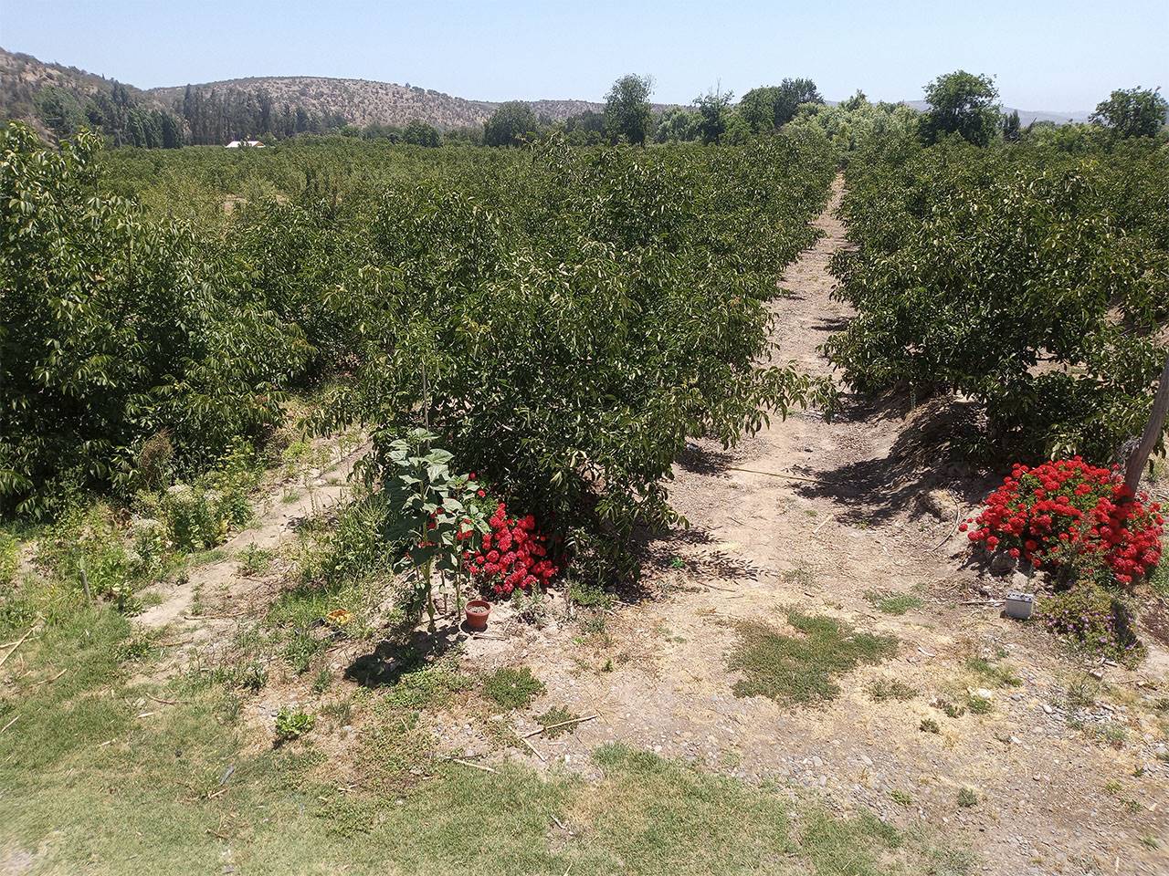 San Ramon de Puro, Lote C - Imagen 8