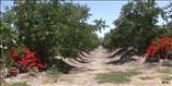 San Ramon de Puro, Lote C - Imagen 13