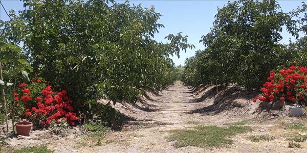 San Ramon de Puro, Lote C - Imagen 18