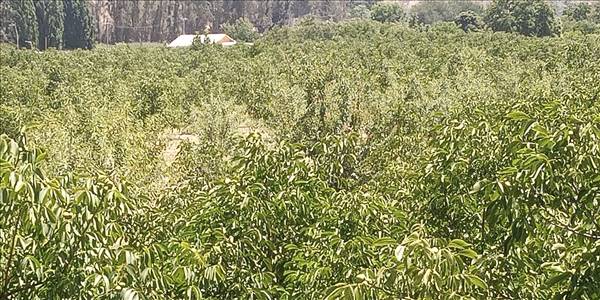 San Ramon de Puro, Lote C - Imagen 23