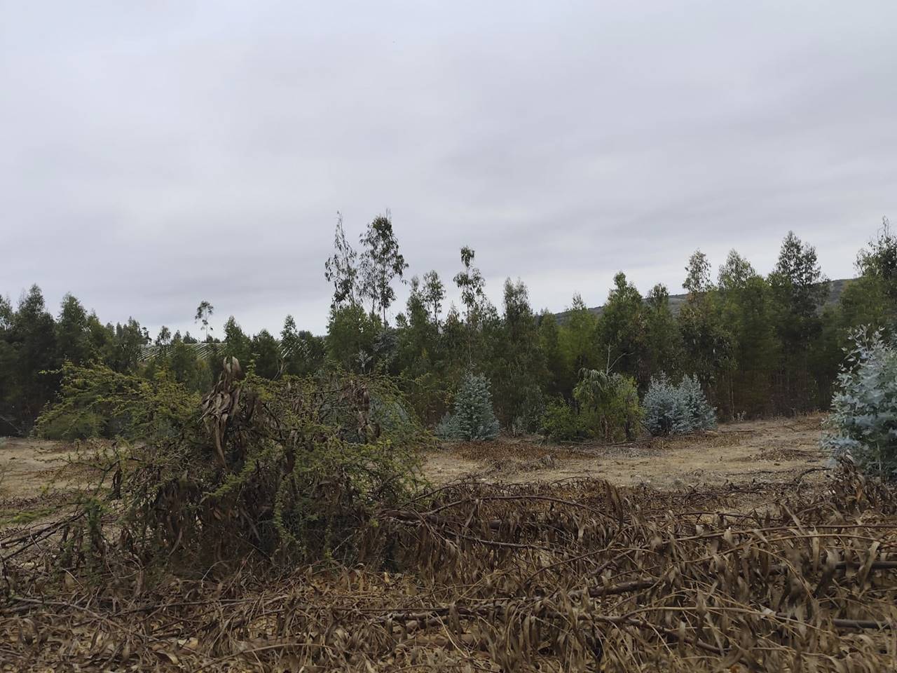 Fundo Santa Rosa, Lote 69-Y - Imagen 12