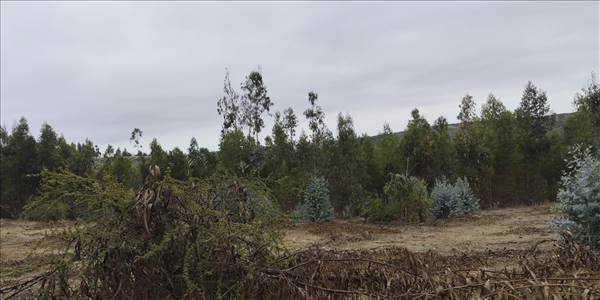 Fundo Santa Rosa, Lote 69-Y - Imagen 51