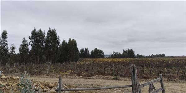 Fundo Santa Rosa, Lote 73-Y - Imagen 38