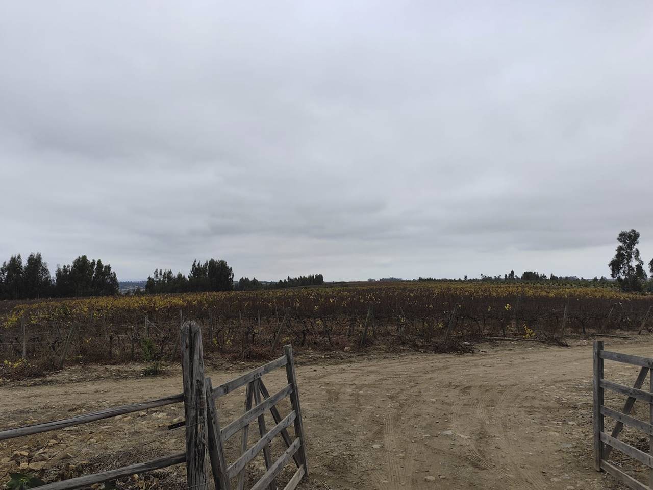Fundo Santa Rosa, Lote 74-Y - Imagen 1
