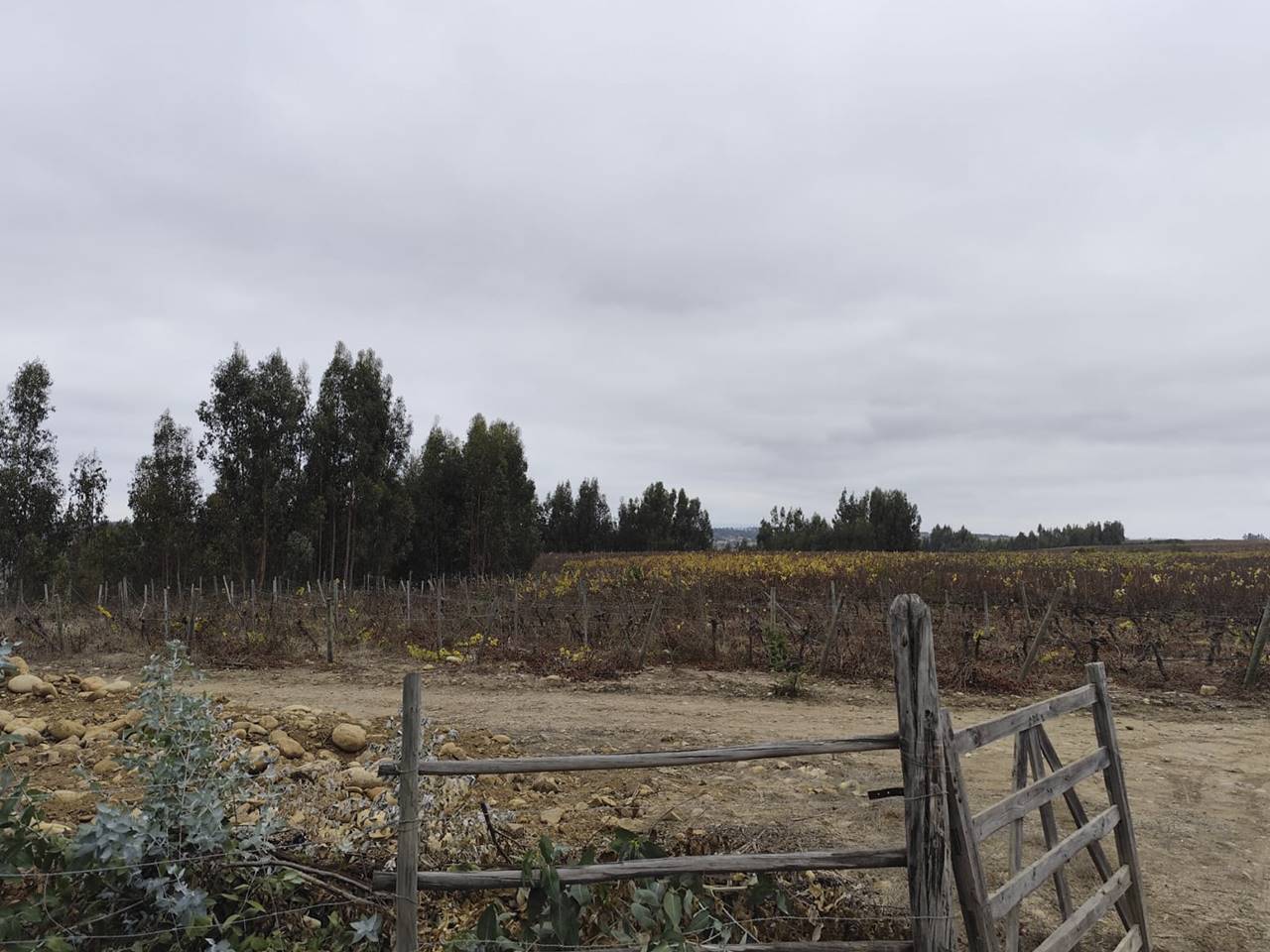 Fundo Santa Rosa, Lote 154-Y - Imagen 8