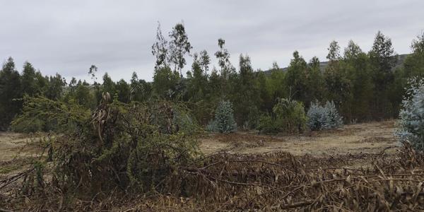 Fundo Santa Rosa, Lote 66-Y - Imagen 42