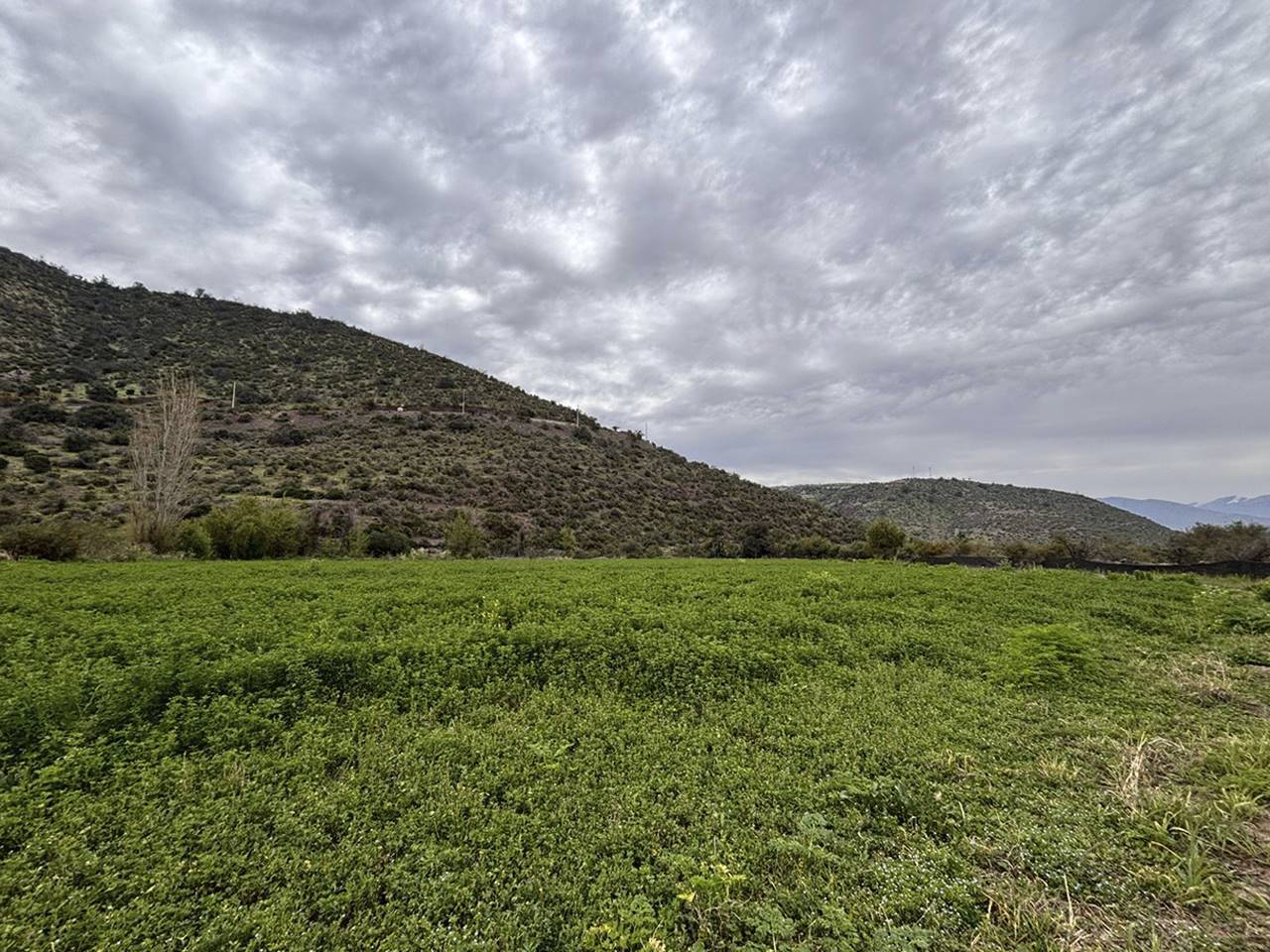 Parcelación El Tártaro Lo Vicuña Lote A-1, Parcela 101 - Imagen 1