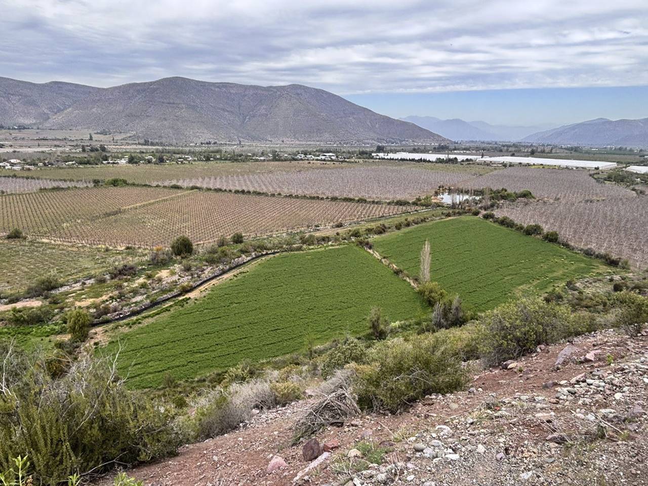 Parcelación El Tártaro Lo Vicuña Lote A-1, Parcela 101 - Imagen 3