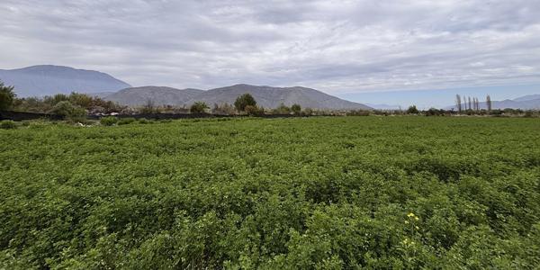 Parcelación El Tártaro Lo Vicuña Lote A-1, Parcela 101 - Imagen 6