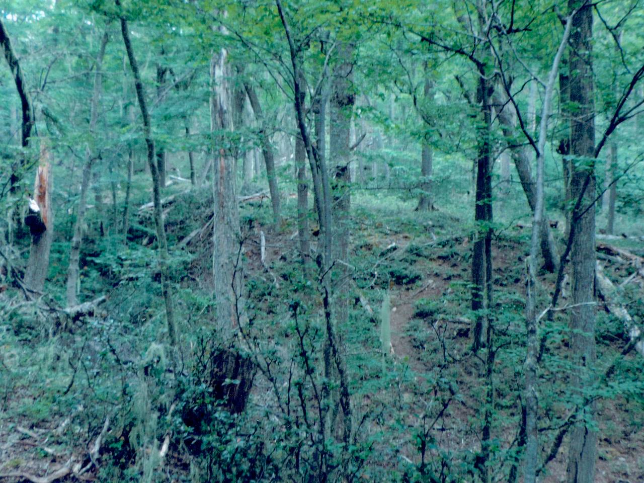 Mallín Grande, Parcela 63 - Imagen 8