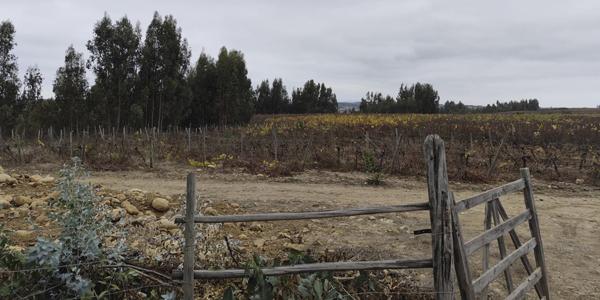 Fundo Santa Rosa, Lote 85-Y - Imagen 50