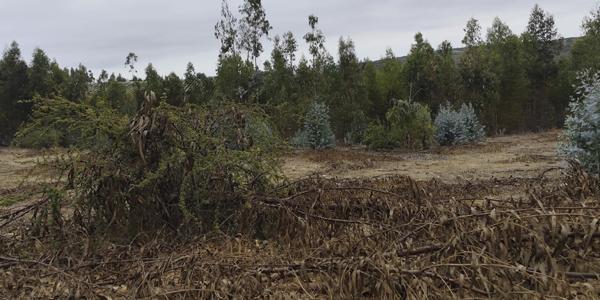 Fundo Santa Rosa, Lote 153-Y - Imagen 44
