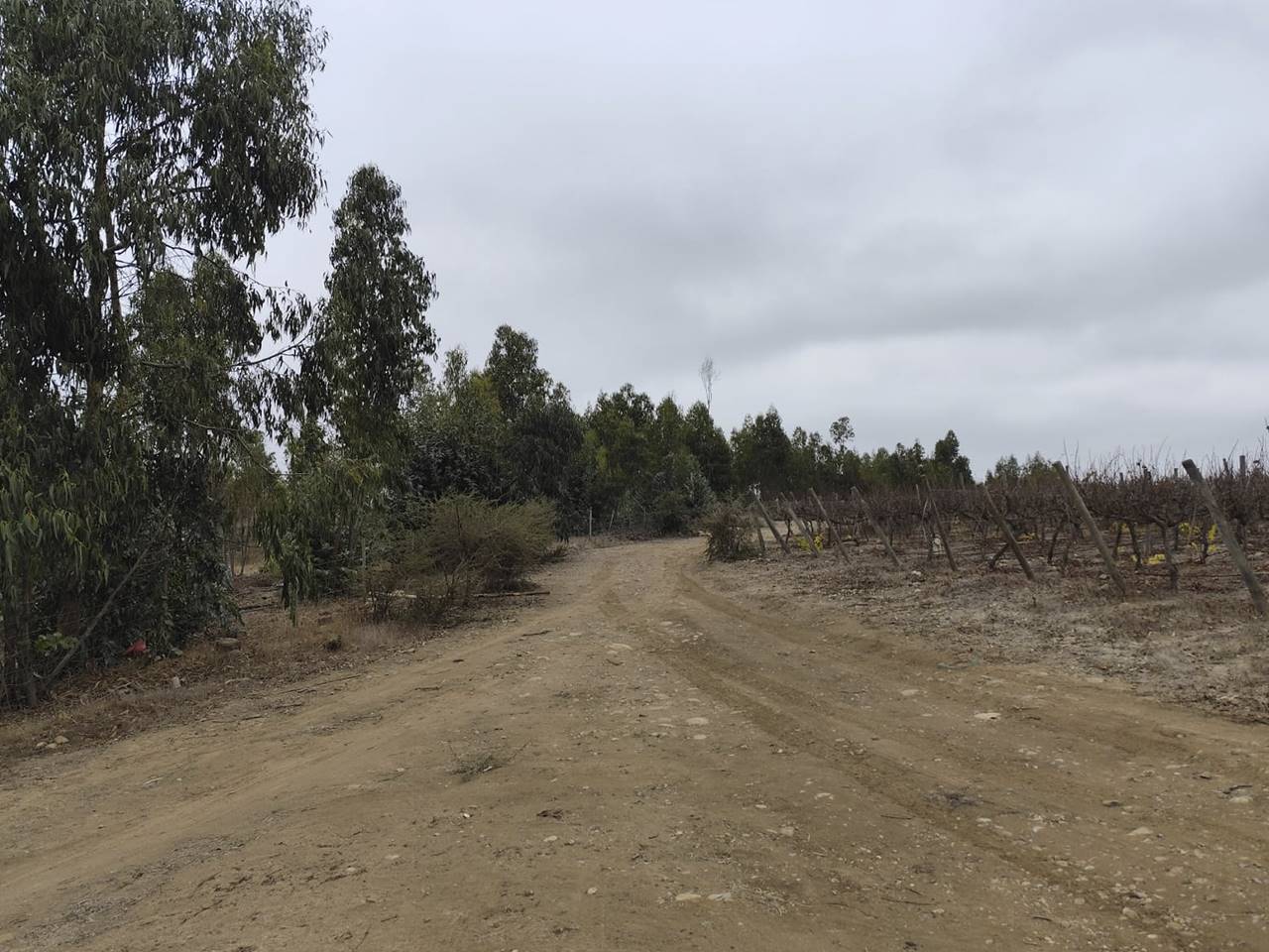 Fundo Santa Rosa, Lote 152-Y - Imagen 30
