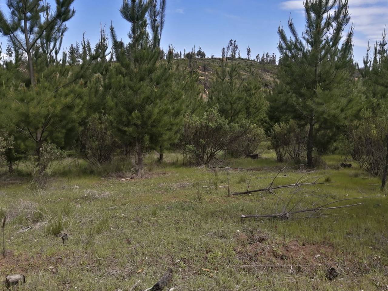 El Perdigadero, Parcela 18 - Imagen 14