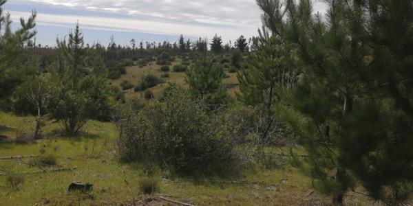 El Perdigadero, Parcela 18 - Imagen 37