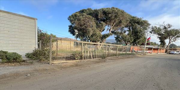 Los Alelies 800 - Imagen 16
