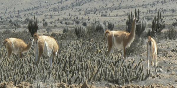 Fundo California, Parcela 40 - Imagen 9