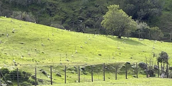 Hacienda Panamá, ML 179 - Imagen 12